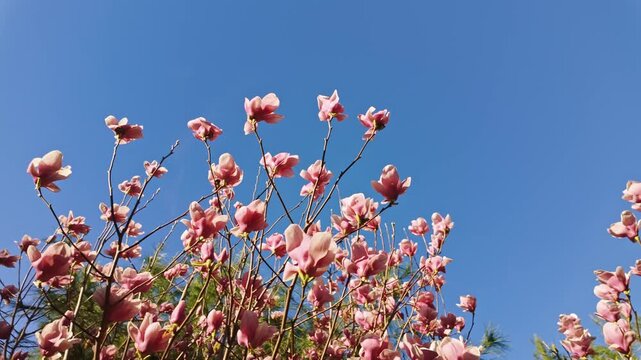 Pink magnolia blossoms bloom on bare branches standing tall against a bright clear blue sky.