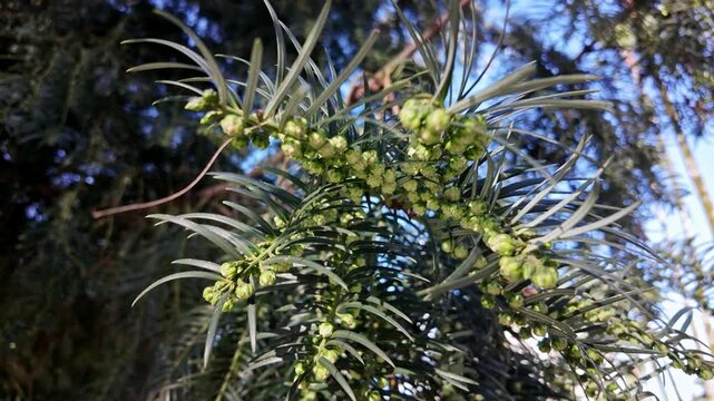 Closeup of cephalotaxus fortunei foliage with fresh green needle leaves and clusters of small buds.