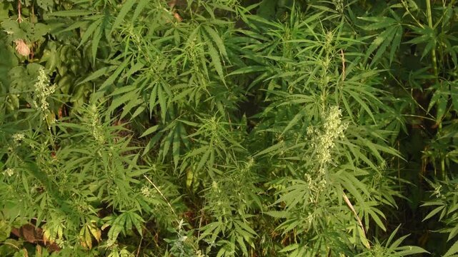 wild bushes of young hemp waving by the wind
