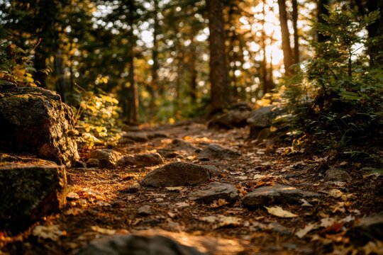 Twisting dirt trail covered in leaves and stones extends into a thick forest filled with tall trees and warm sunlight