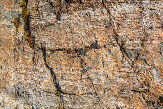 Close-up of Textured Rock Face with Grass and Insect