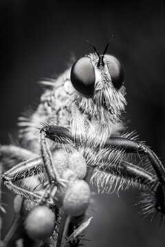 Black and white macro portrait of a robber fly with detailed compound eyes and bristly body, perched on a plant. Extreme close-up wildlife photography.