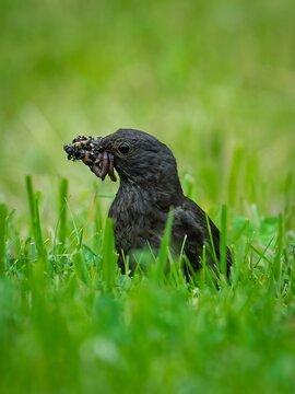Detailed profile shot of a common blackbird standing in green grass, holding a large mouthful of earthworms and insects to feed its chicks.