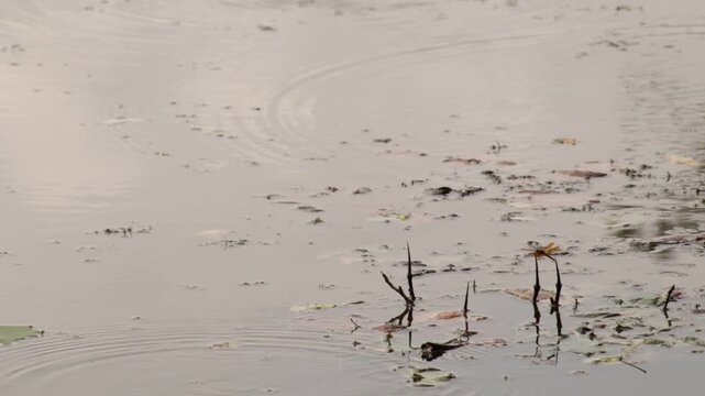 A dragonfly is perched on a branch poking out of the water.  There are circular ripples in the water.  Other dragonflies fly around.  The dragonfly flies off.  Looks like an eastern amberwing.