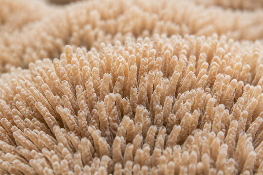 Close-up view of dense surface covered in tiny finger-like coral structures, neutral beige tones.