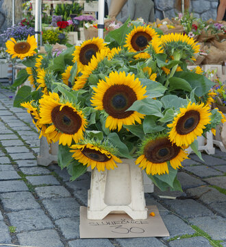A large bunch of sunflowers, Helianthus annuus, stands in a white crate at Naplavka flower market in Prague, priced on a handwritten sign, with bouquets blurred behind at the stall.