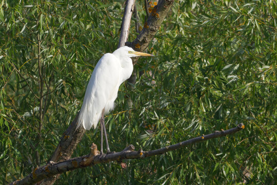 A great egret, Ardea alba stands on a long horizontal willow branch against a dense curtain of green foliage at Milicovsky pond, a protected wetland reserve near Prague.