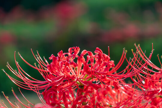 Vibrant red spider lily blooming in autumn with soft green bokeh background and copy space for banner design