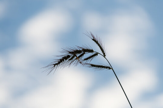 Silhouette of grass ear blowing in wind against blue sky with white clouds in autumn copy space