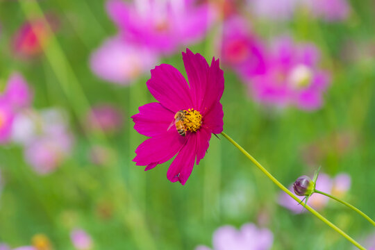 Vibrant magenta pink cosmos flower blooming with honey bee collecting pollen in autumn garden copy space