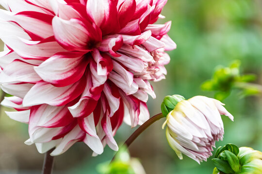 Close-up of vibrant red and white dahlia flower blooming with fresh bud in garden with copy space
