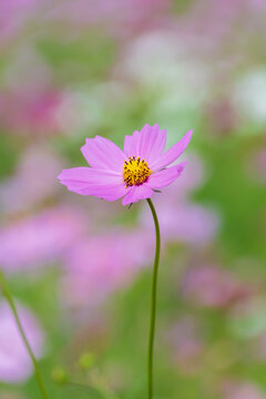 Single pink cosmos flower blooming in autumn field with soft gentle bokeh background and copy space for design