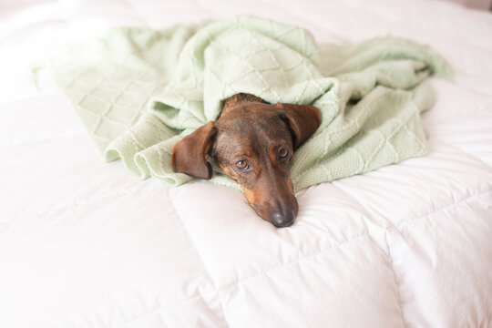 Dog wrapped in green blanket resting on white bedspread indoors