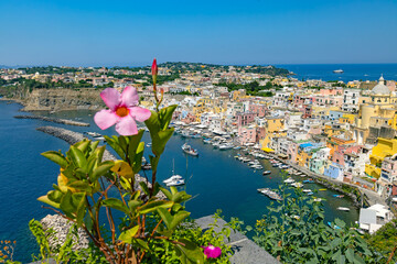 Piękny kwiat na tle panoramy Marina di Corricella na wyspie Procida, Włochy. © Grzegorz