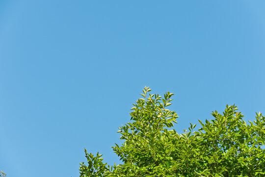 Lush green tree branches against clear blue sky with generous copy space in summer nature background