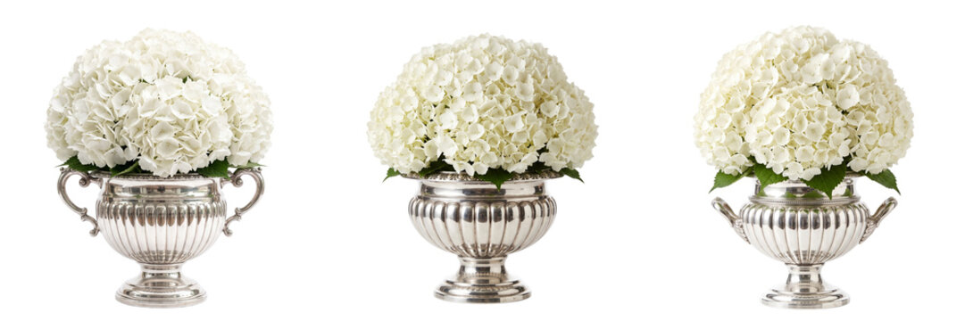 White Hydrangea Floral Arrangements in Silver Urn Vases Set Isolated on Transparent or White Background
