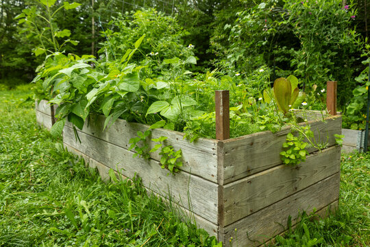 Lush Raised Garden Bed Filled With Green Leafy Plants Outdoors