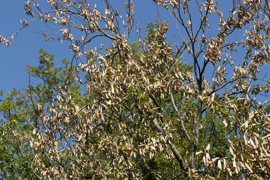 Tree showing signs of drought stress during prolonged dry weather, with leaves curling, browning and drying on the branches against a clear blue summer sky. 