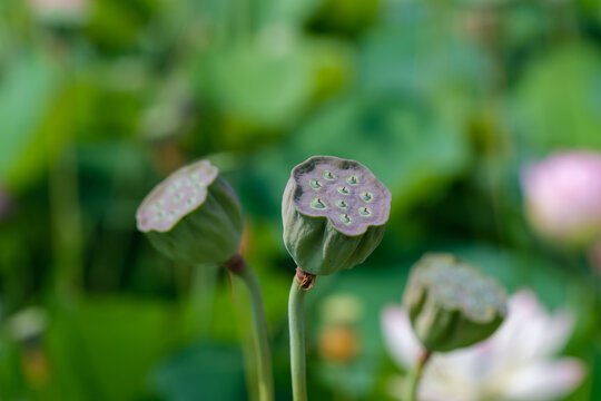 Close-up of green lotus seed pods in summer pond with lush foliage bokeh background and copy space for Zen concept