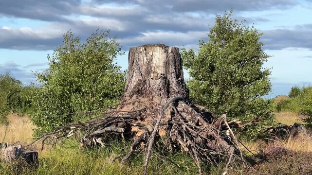Young Birch Trees Regenerating Naturally After Storm Damage in Scottish Woodland closeup dead tree stump