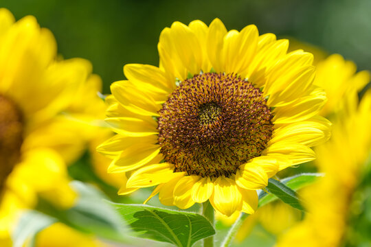 Vibrant yellow sunflower blooming in bright summer sunlight with soft green bokeh background and copy space
