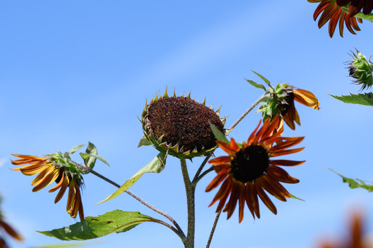 Sunflowers going to seed with petals falling under blue sky in late summer nature garden with copy space