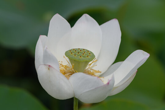 Close-up of elegant blooming white lotus flower with green seed pod in summer pond copy space for Zen concept