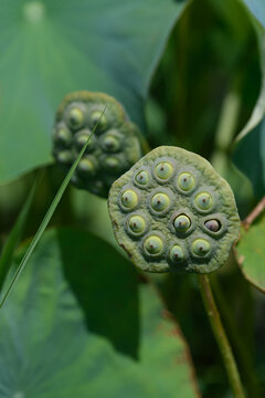 Close-up of green lotus seed pod with seeds in pond with lush leaves bokeh background in summer