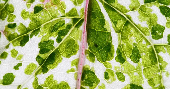 View of Variegation Leaf Surface Showing Plant Cells For Education. Leaf in Macro Shot Background. Bright Green Leaves of Plant or Tree With Texture and Pattern Close Up