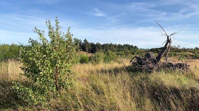 Young Birch Trees Regenerating Naturally After Storm Damage in Scottish Woodland