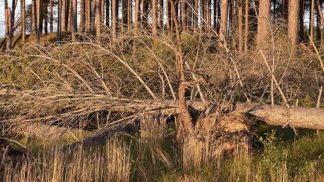 storm damaged forest edge with fallen scots pine trees in scotland