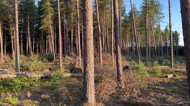 storm damaged forest edge with fallen scots pine trees in scotland
