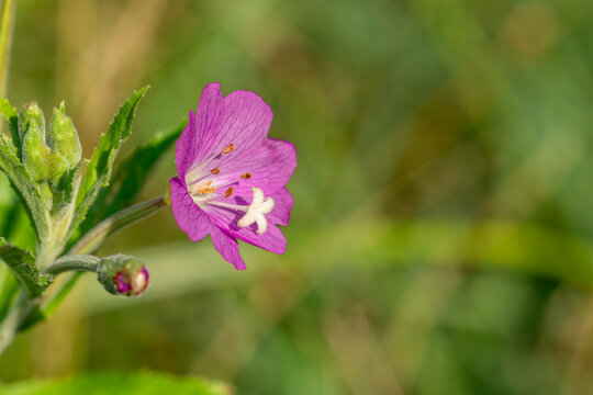 Close up of pink willowherb flower (Epilobium hirsutum) blooming in summer meadow.