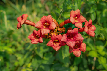 Bright orange trumpet vine Campsis radicans flowers blooming on a green bush close up. © Oksana Kulpina