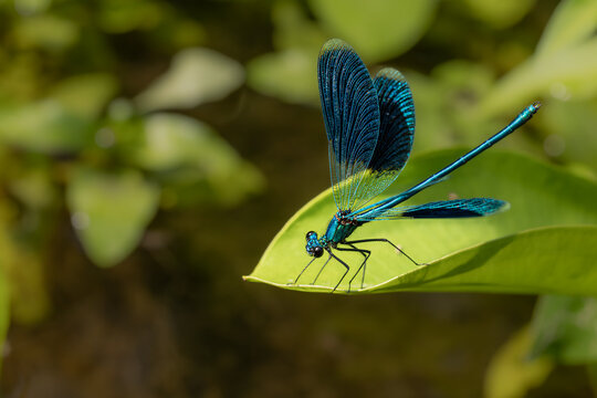 Blue damselfly Calopteryx splendens sitting on a green leaf close up.