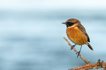 Fototapeta premium European stonechat perched on a thorny branch