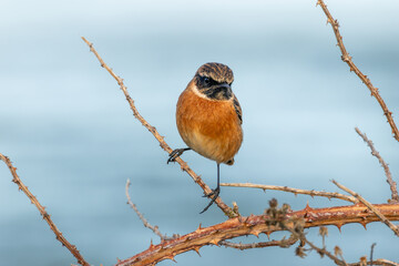 Fototapeta premium European stonechat facing the camera