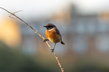 Fototapeta premium European stonechat perched in golden light