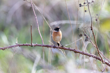 Fototapeta premium European stonechat perched on a bramble stem