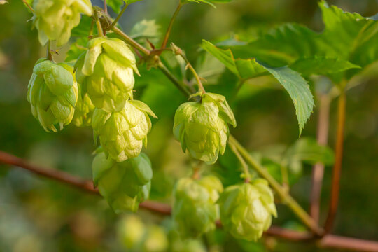 Green hop cones growing on vine.