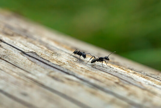 Macro close-up of two black carpenter ants communicating on a wooden log.
