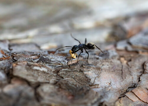 Macro close-up of a black carpenter ant carrying prey on a tree bark.