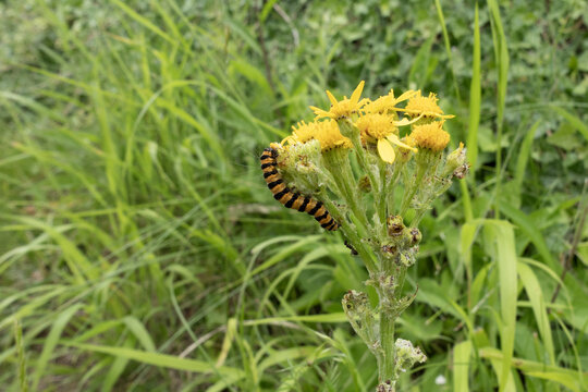 Cinnabar caterpillar feeding on yellow ragwort flower