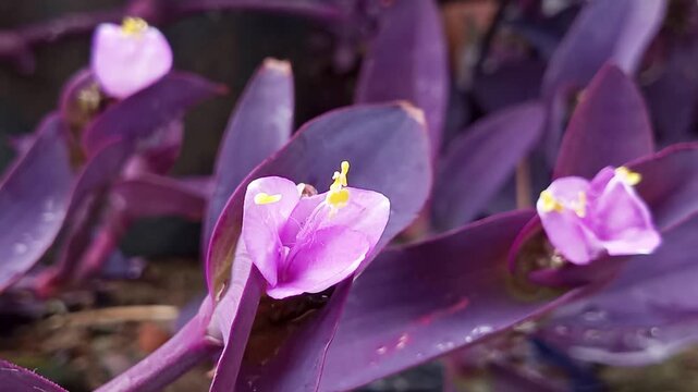 Tradescantia pallida, commonly known as Purple Heart or Purple Queen, is a perennial plant from the spiderwort family (Commelinaceae). It is native to northeast Mexico.