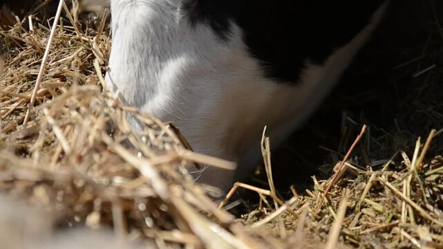 A close-up of a cow's face and head near a hay feeder on a farm, highlighting its features and expression in a peaceful rural setting.