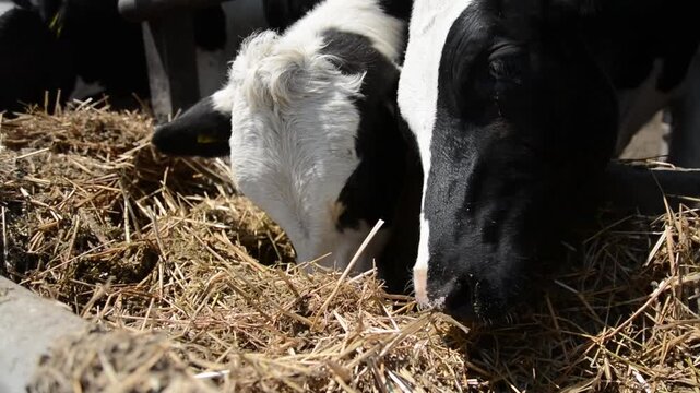 A close-up of a cow's face and head near a hay feeder on a farm, highlighting its features and expression in a peaceful rural setting.