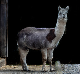 Naklejka premium Grey alpaca at the shed. Latin name - Vicugna pacos
