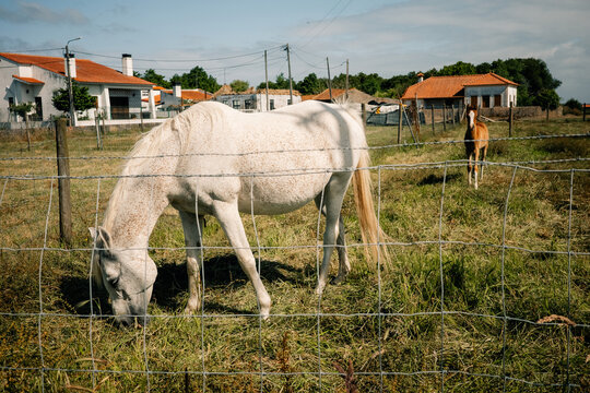 Horses Grazing in a Field Near Houses in a Rural Area