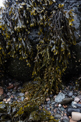 Bladderwrack seaweed covering wet rocks and pebbles on a coastal beach © Pavlo