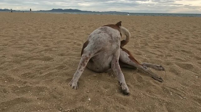 해변 모래사장에서 몸을 긁고 있는 태국 유기견 강아지
